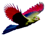 Turaco Filmproduktion - VOD Logo
