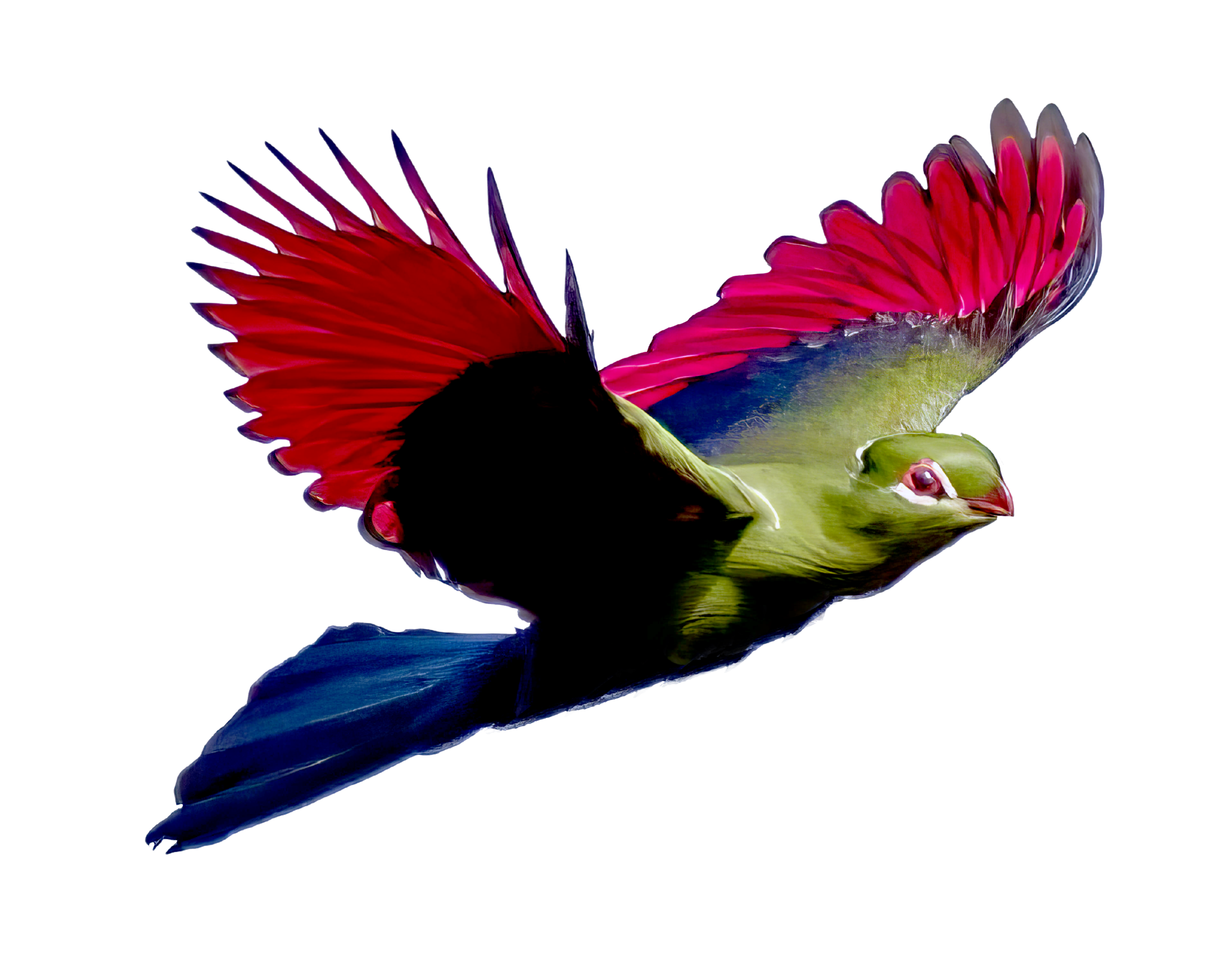 Turaco Filmproduktion - VOD Logo